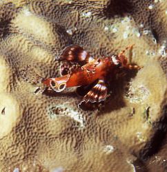 A "Foo-man-choo" rests on the reef in the evening, otherw... by Jerry Hamberg 